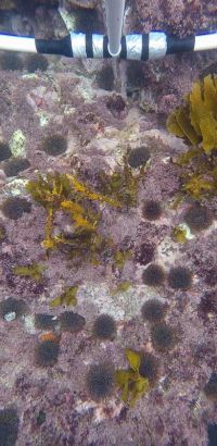 maitai bay rahui monitoring