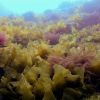 maitai bay rahui monitoring