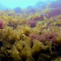 maitai bay rahui monitoring