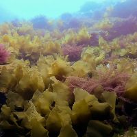 maitai bay rahui monitoring