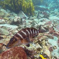 maitai bay rahui monitoring