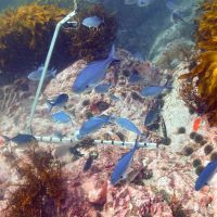 maitai bay rahui monitoring