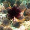 maitai bay rahui monitoring